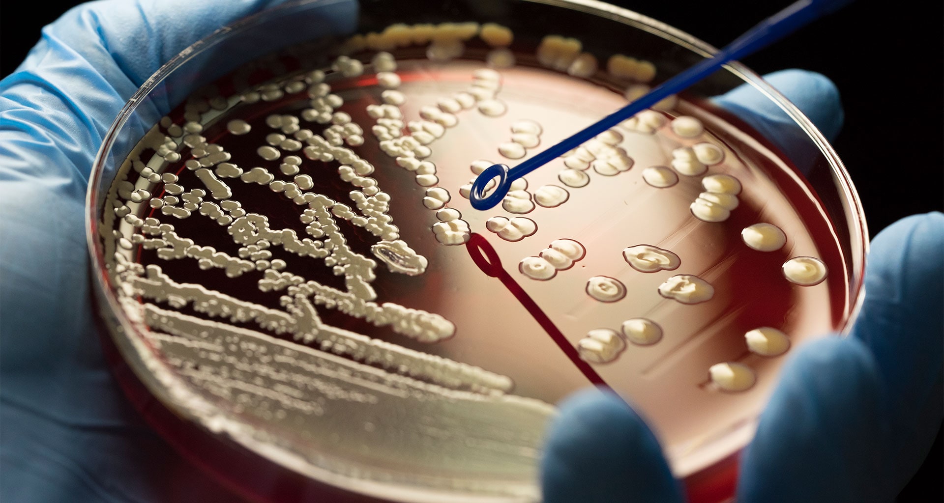 bac in microbiology